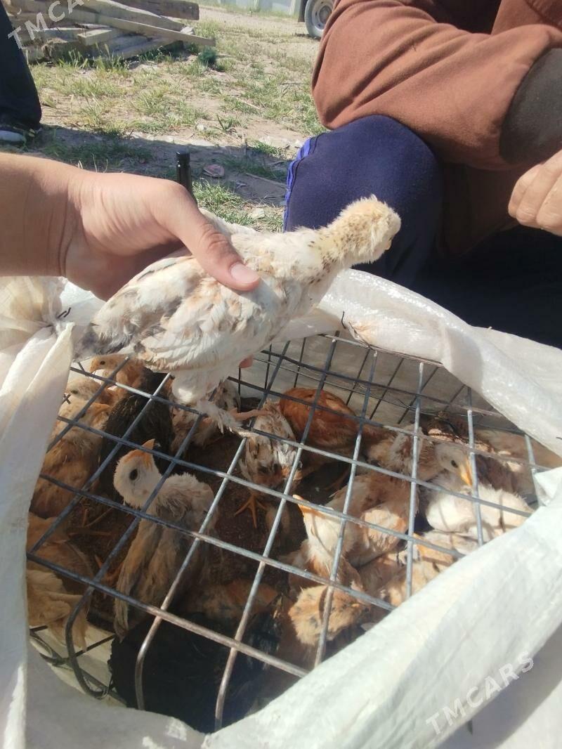 juje - Балканабат - img 1