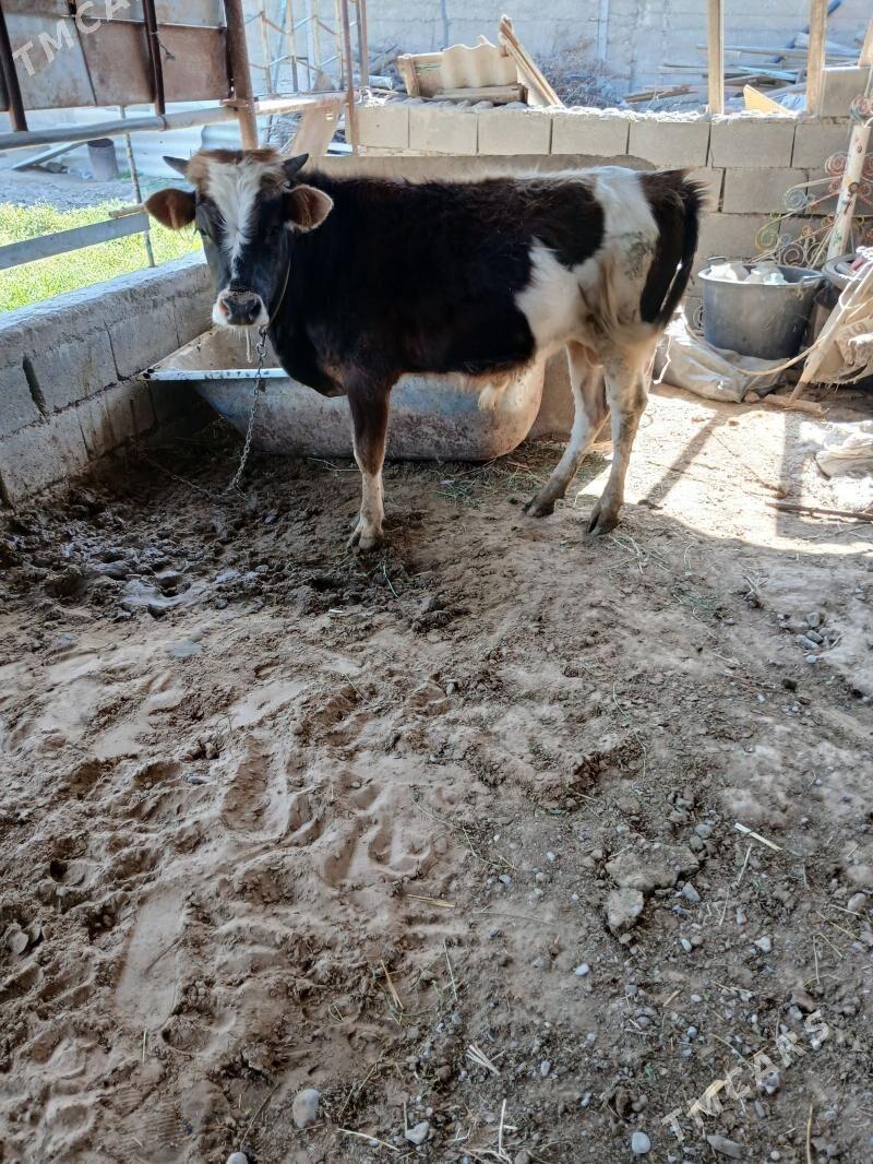 okuz tuwe - Гёкдже - img 1