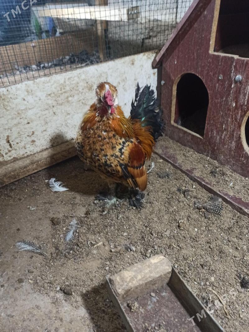 karlik troýka - Гарадамак - img 1