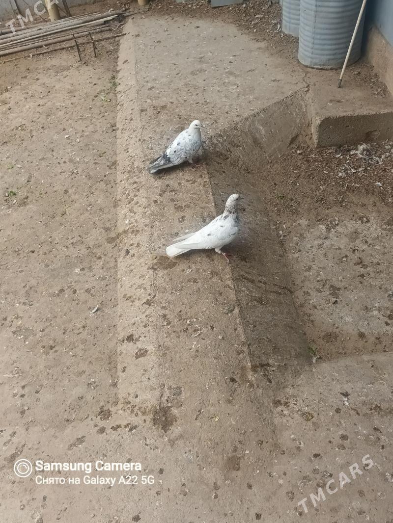 Kepderi - Балканабат - img 1