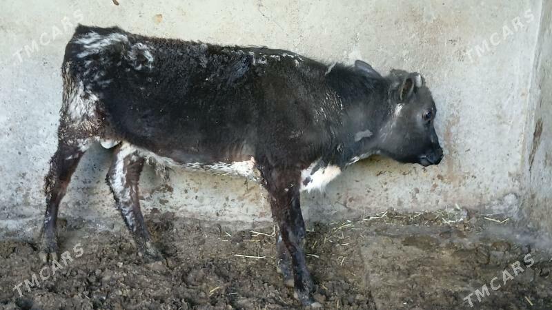 okuz - Bagyr - img 1