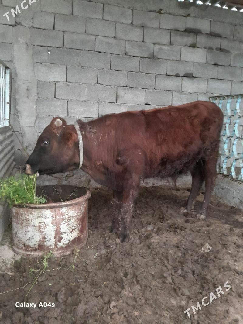 ÖKÜZ - Бузмеин - img 1