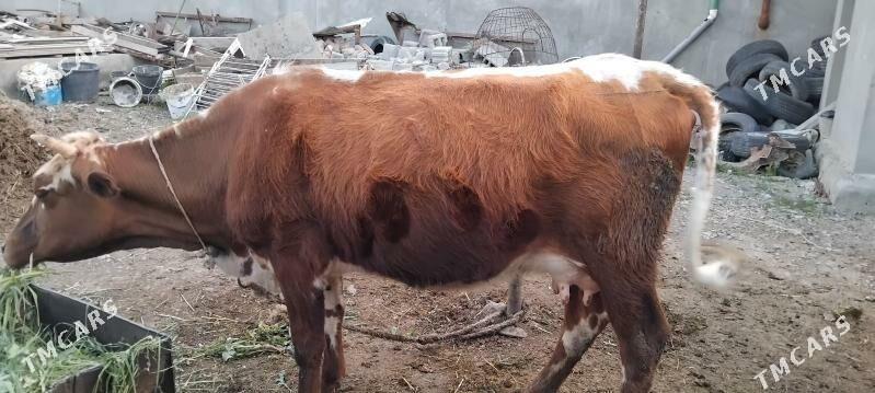 goleli sygyr - Гёкдепе - img 1