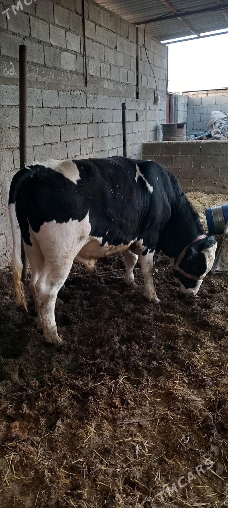 golisteyin okiz - Гёкдже - img 1