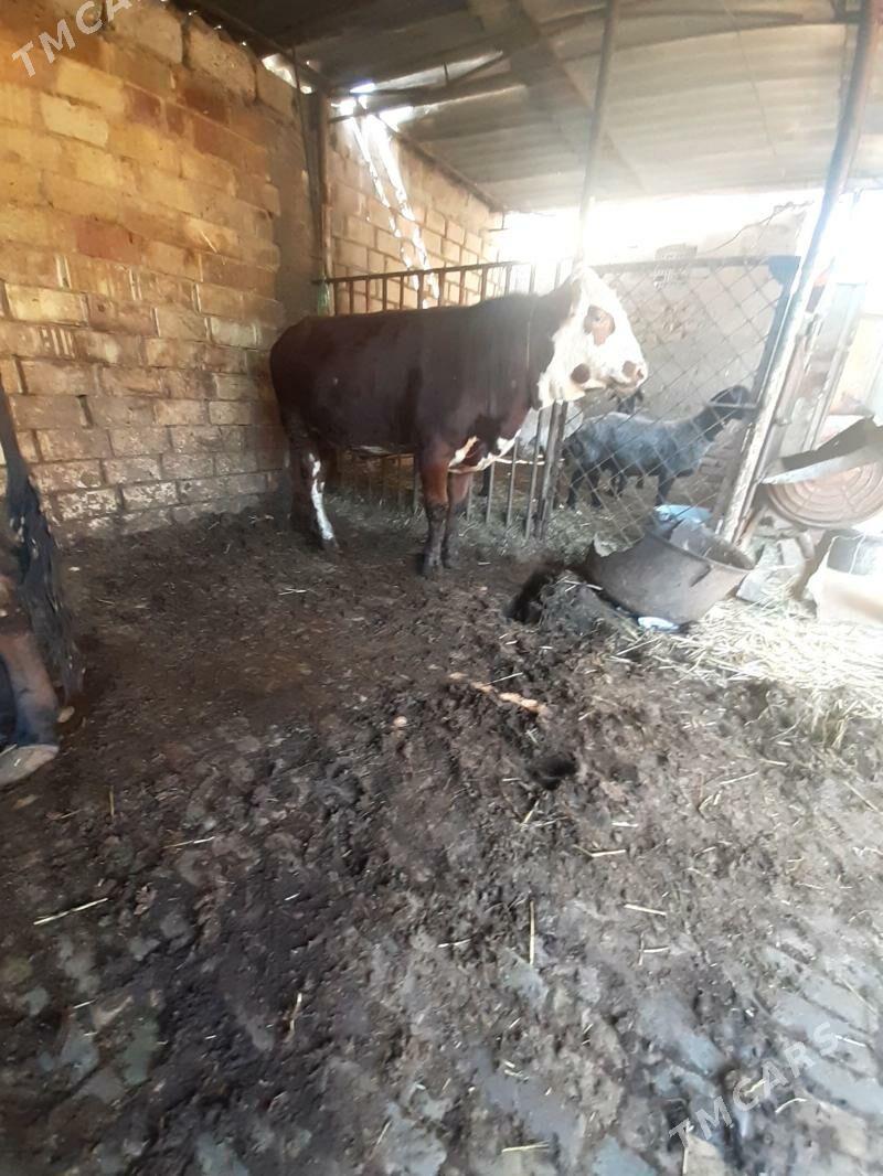 okuz - Aşgabat - img 1