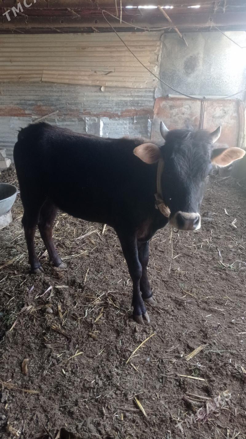 tuwe - Кака - img 1