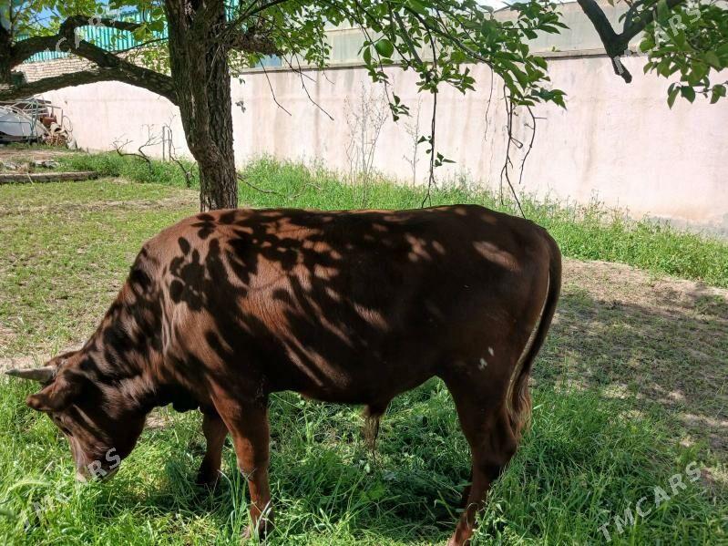 okuz - Ашхабад - img 1