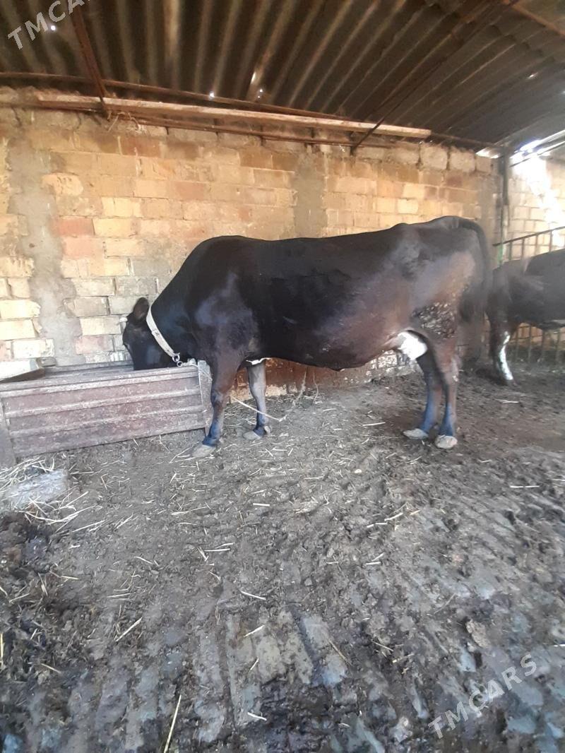 Bogaz sygyr - Ашхабад - img 1