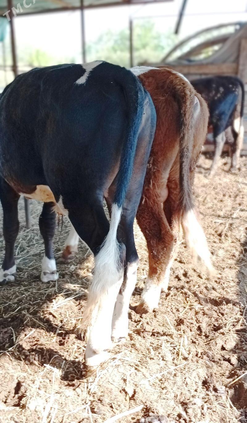 Гибрит окузлер - Türkmenabat - img 1