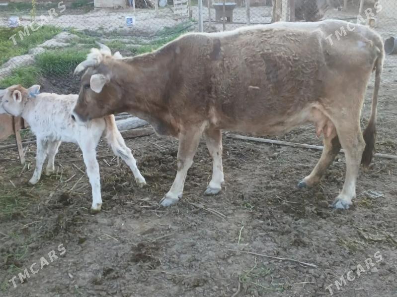 goleli sygyr - Махтумкули - img 1