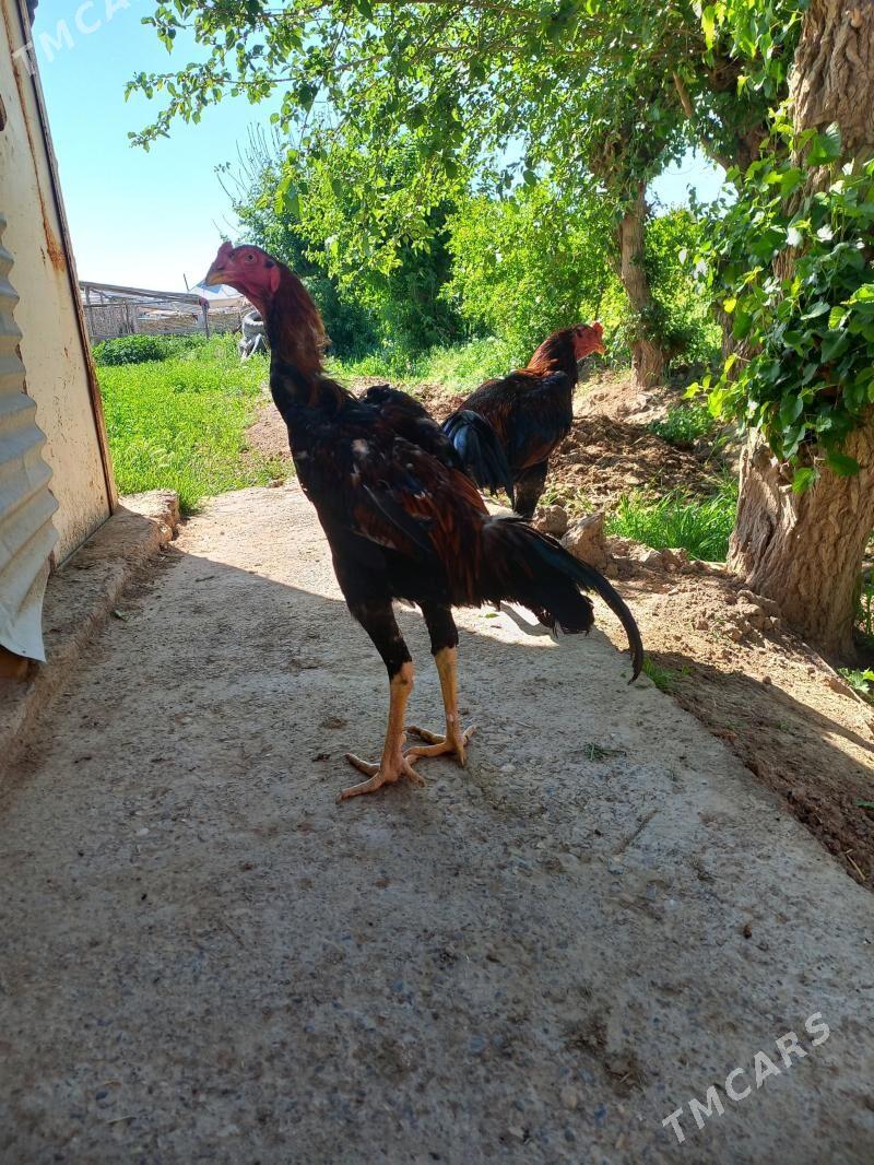 baysy - Мургап - img 1