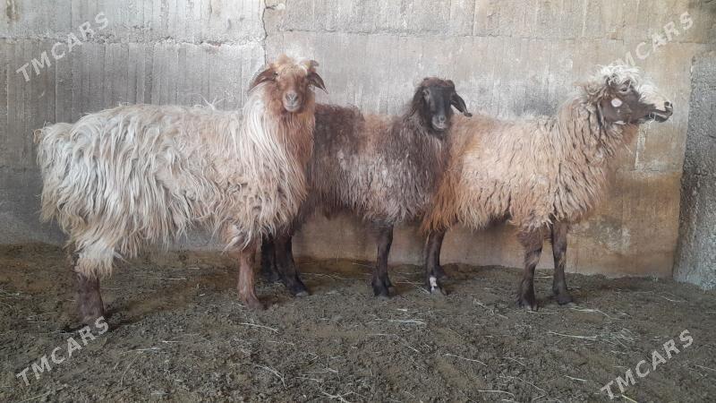 Goÿun - Herrikgala - img 1