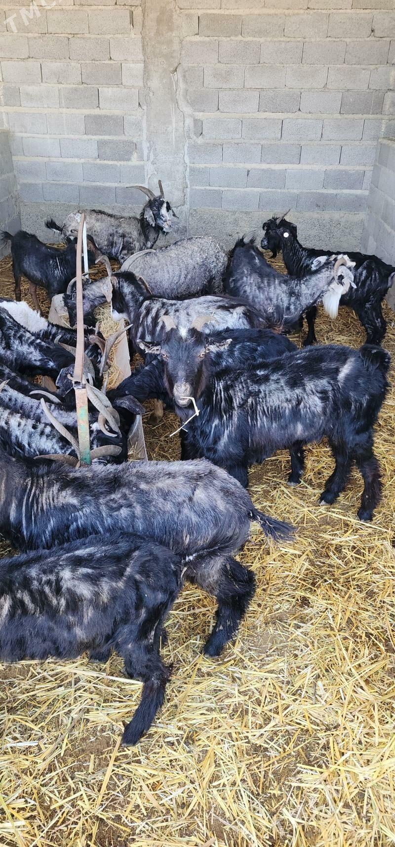 geçi - Бахарден - img 1