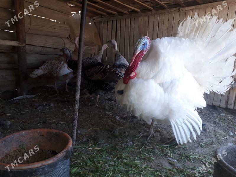 Indyuk - Гумдаг - img 1