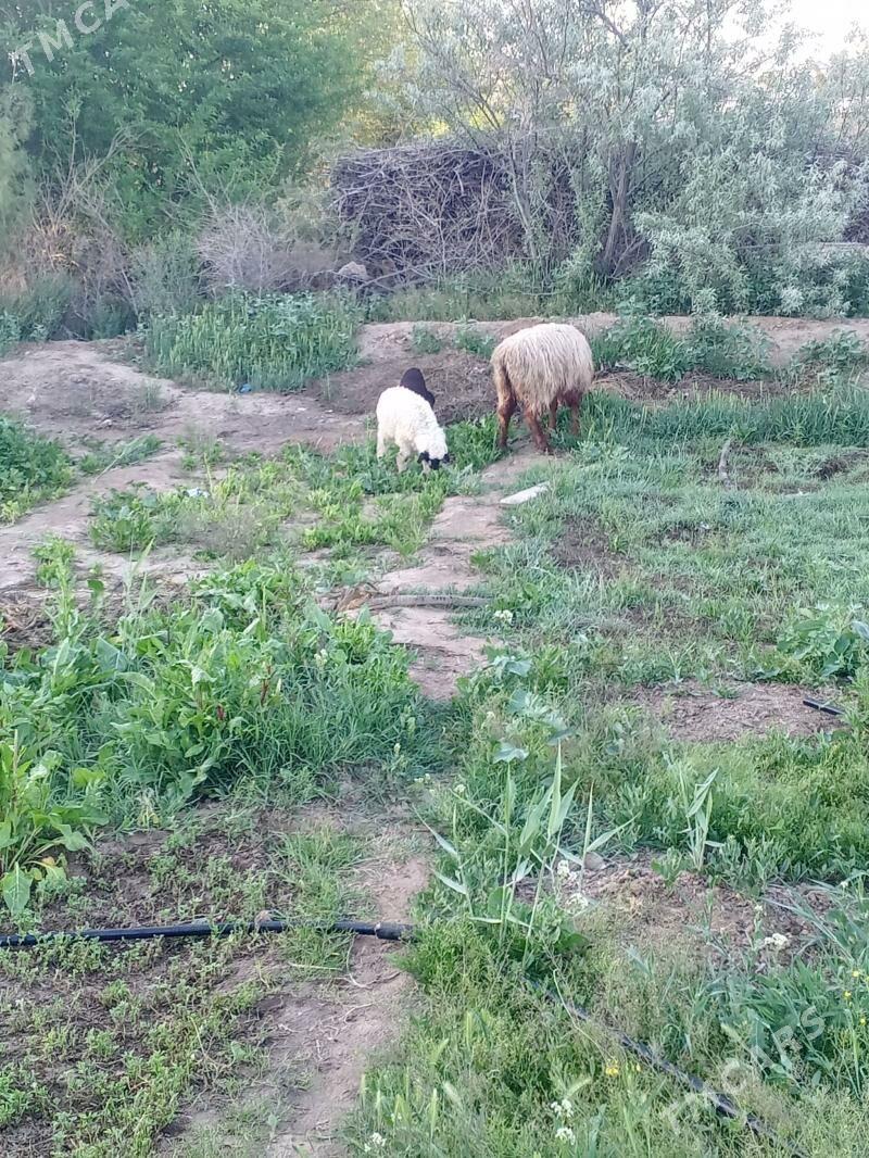 guzyly goyunlar - Baýramaly - img 1