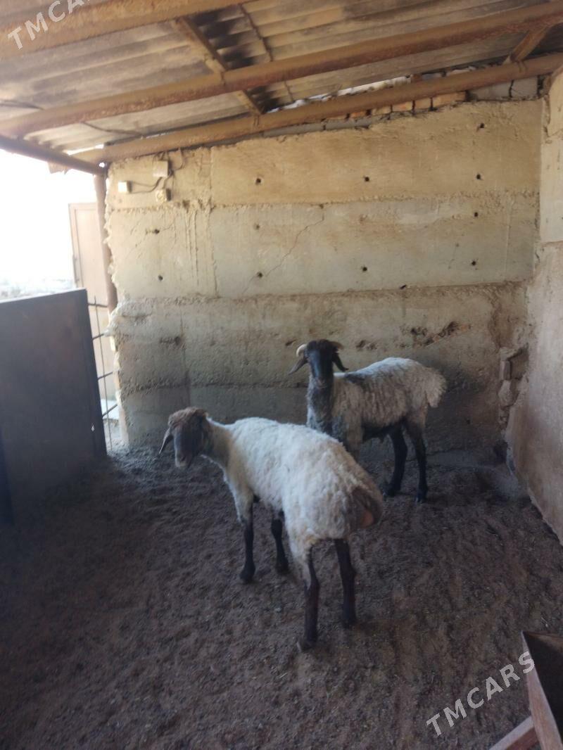 Semiz goyun - Bäherden - img 1