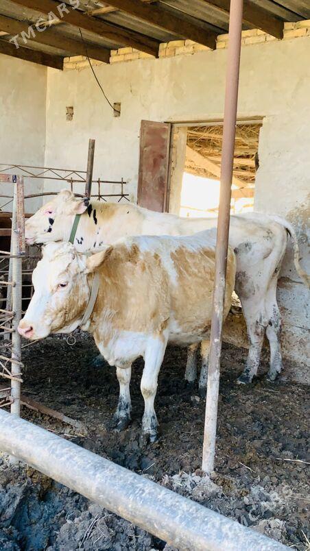 kanatka - Саят - img 1