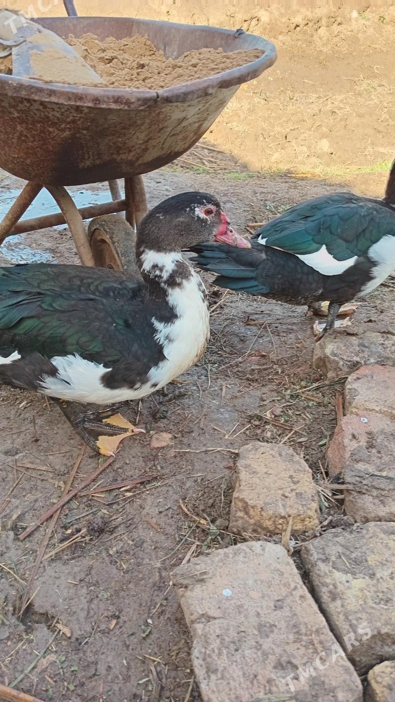 lal ördek - Мары - img 1