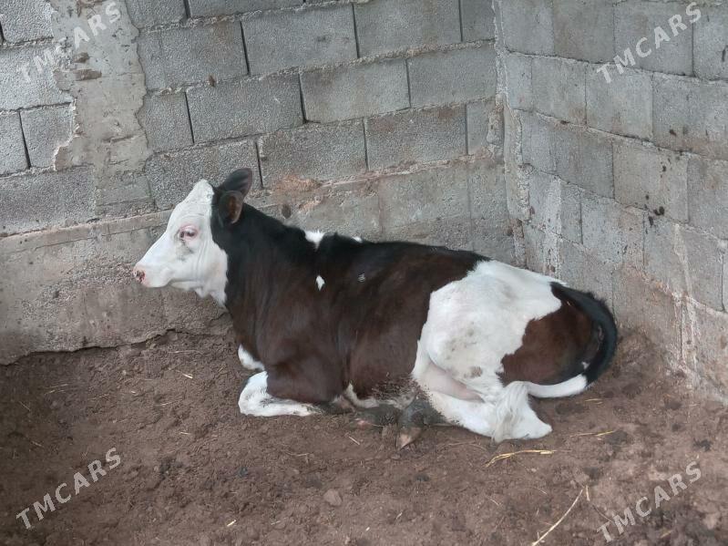 galsdeyin simental tuwe - Gökje - img 1