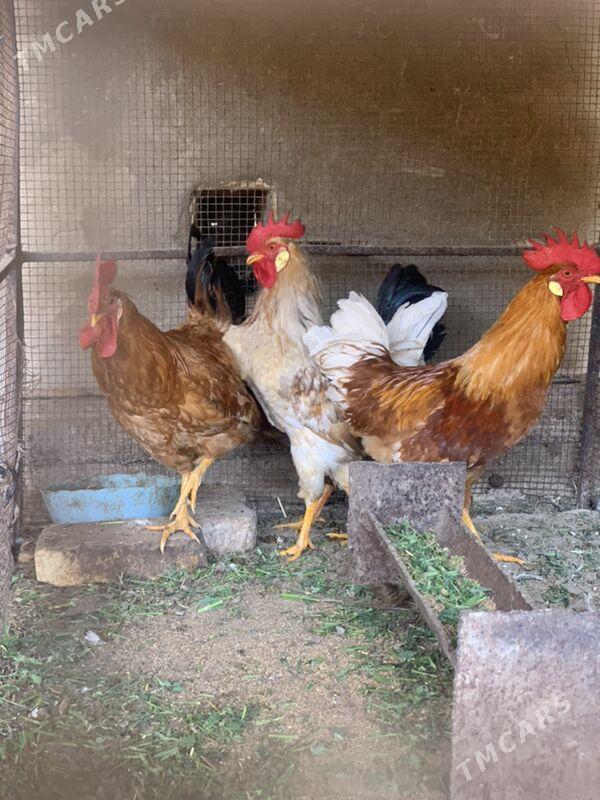 horaz - Mary - img 1