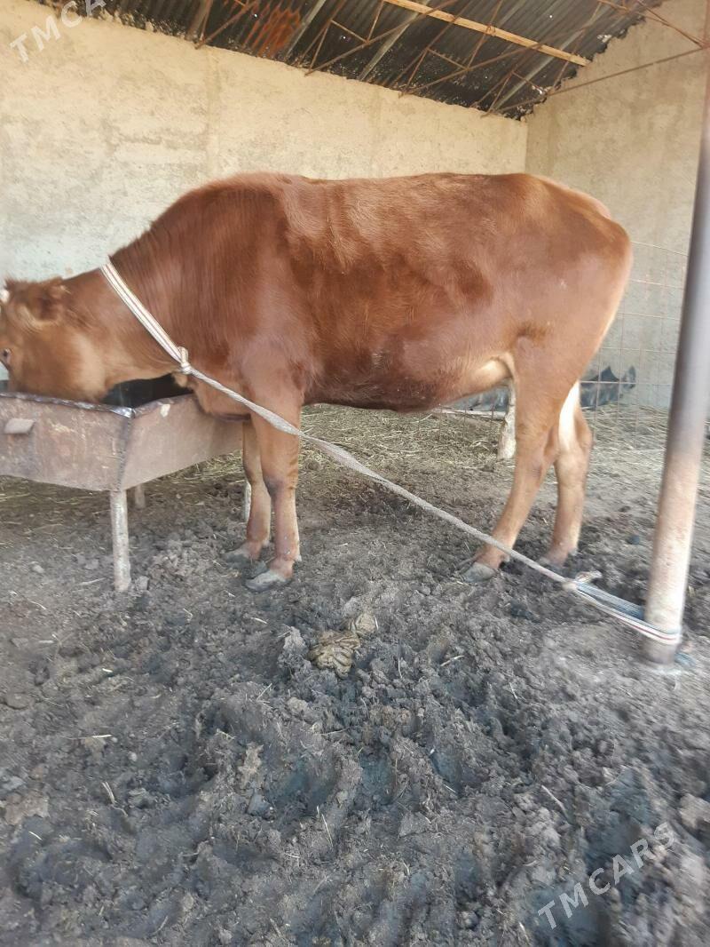 semiz sygyr - Ёлётен - img 1