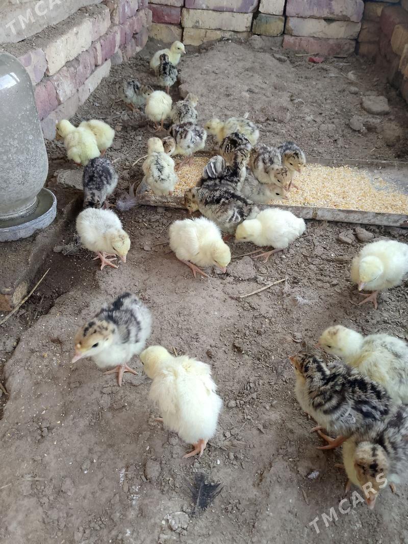 induk juyje - Сакар - img 1