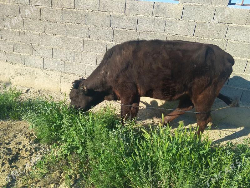 Sygyr - Бахарден - img 1