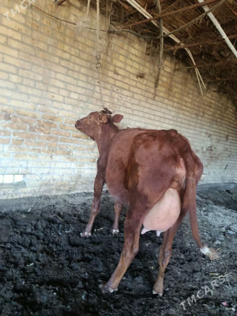 голели сыгыр - Çärjew - img 1