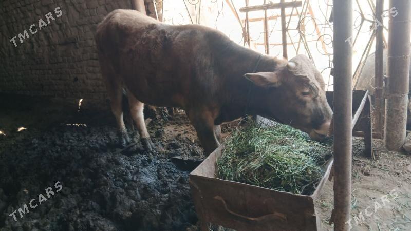 Şwes ÖKÜZ - Мары - img 1