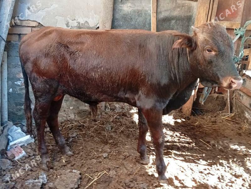 2 sany öküz - Türkmenabat - img 1