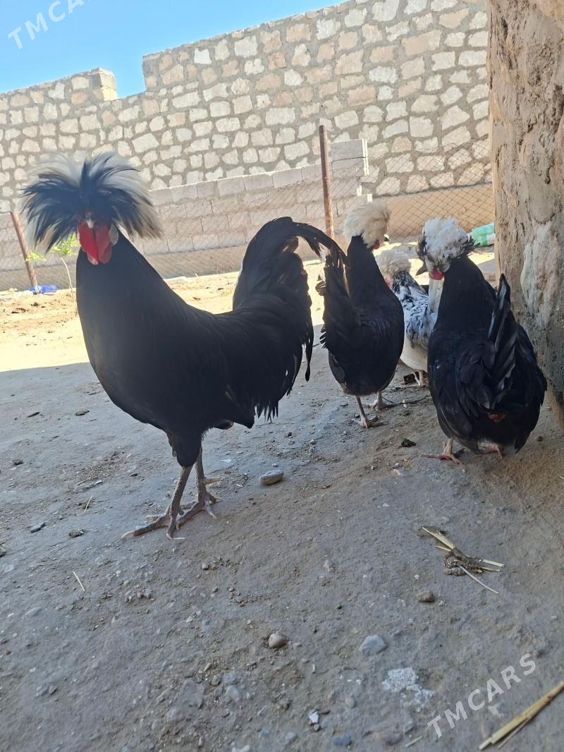 fizan - Джебел - img 1