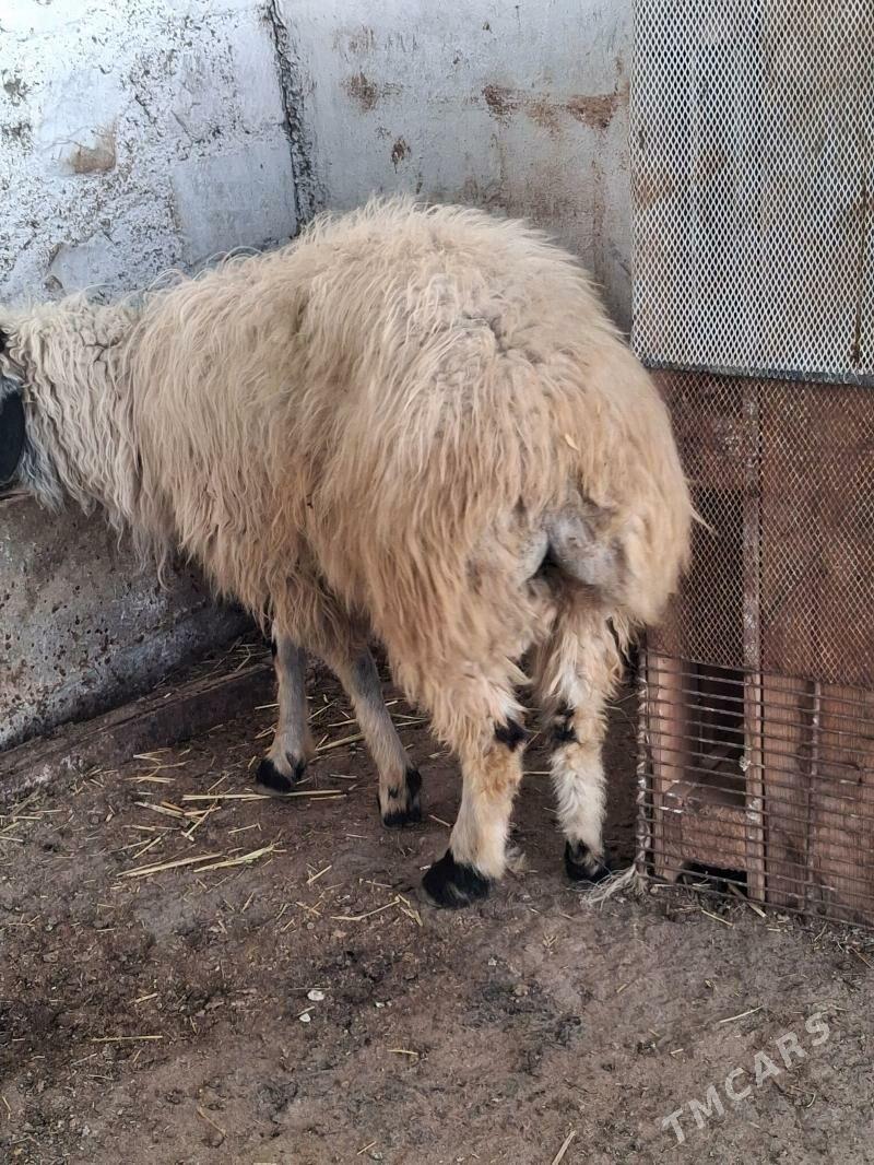 semiz gayyn - Jebel - img 1