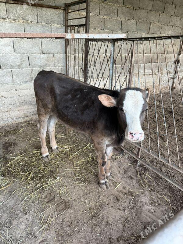 öküz - Багир - img 1