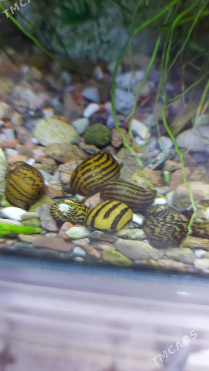 Улитка Неретина - 4 мкр - img 1