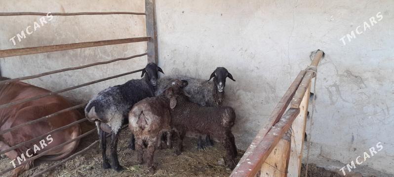 guzuly goyun - Багир - img 1