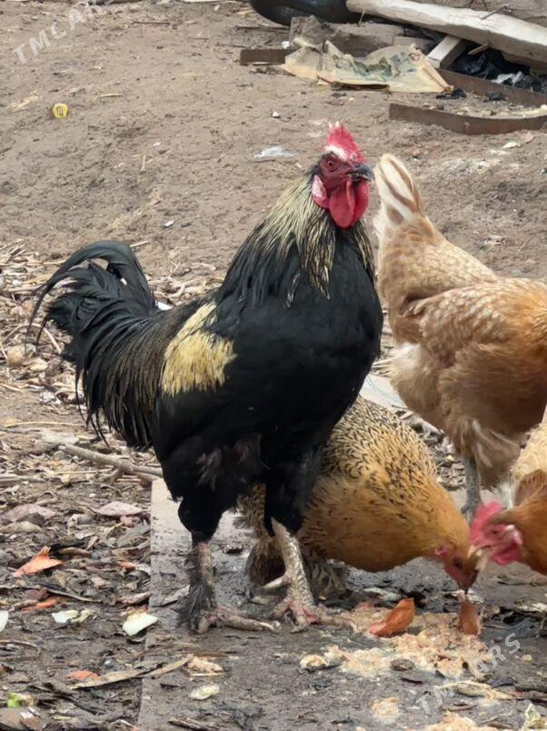 5 KG - Дашогуз - img 1