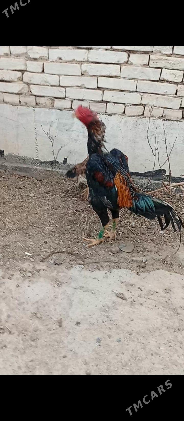 хораз - Türkmenabat - img 1