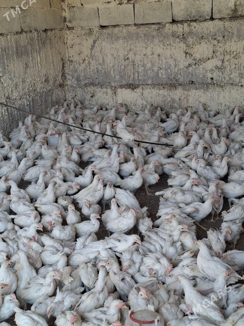 Juyje - Herrikgala - img 1