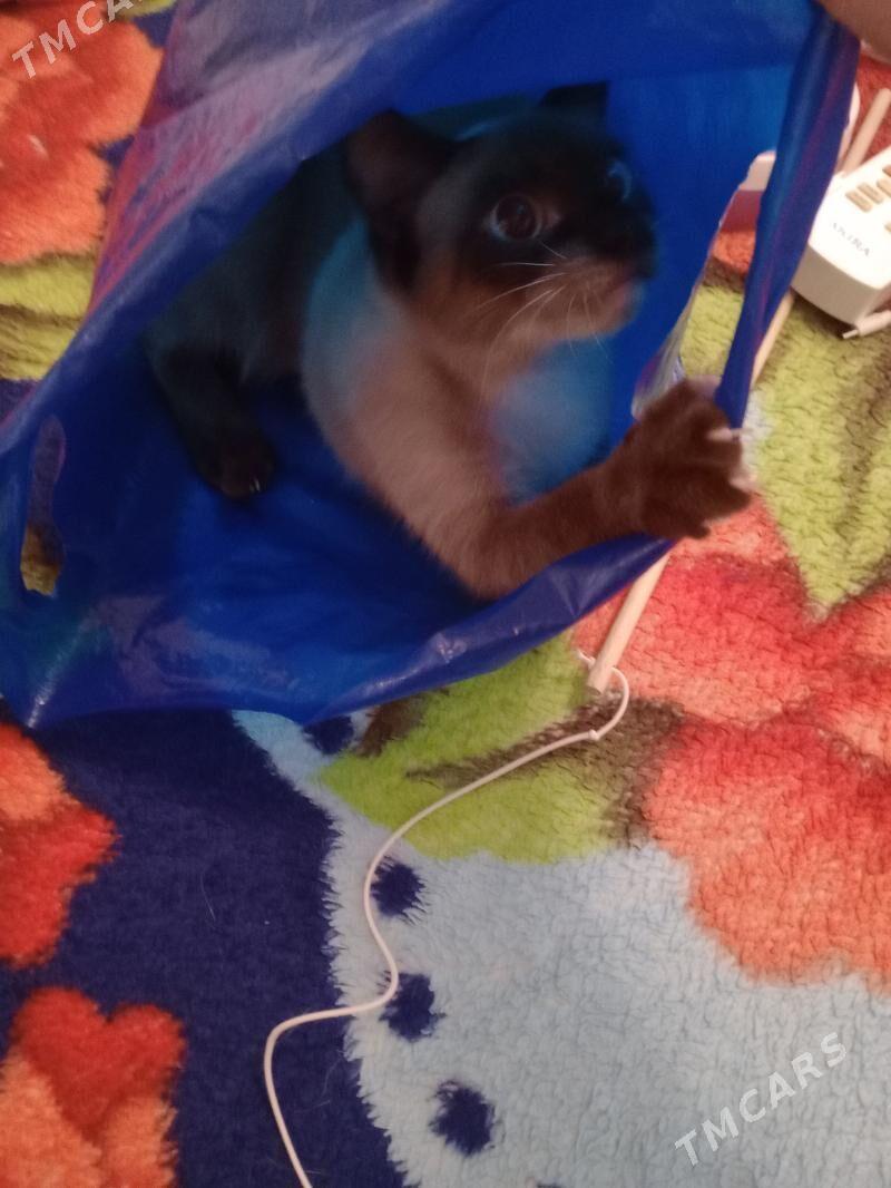 Кошки - Aşgabat - img 1