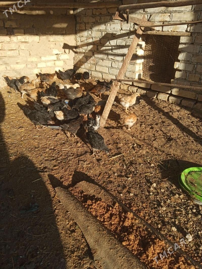 Towuk - Baýramaly - img 1