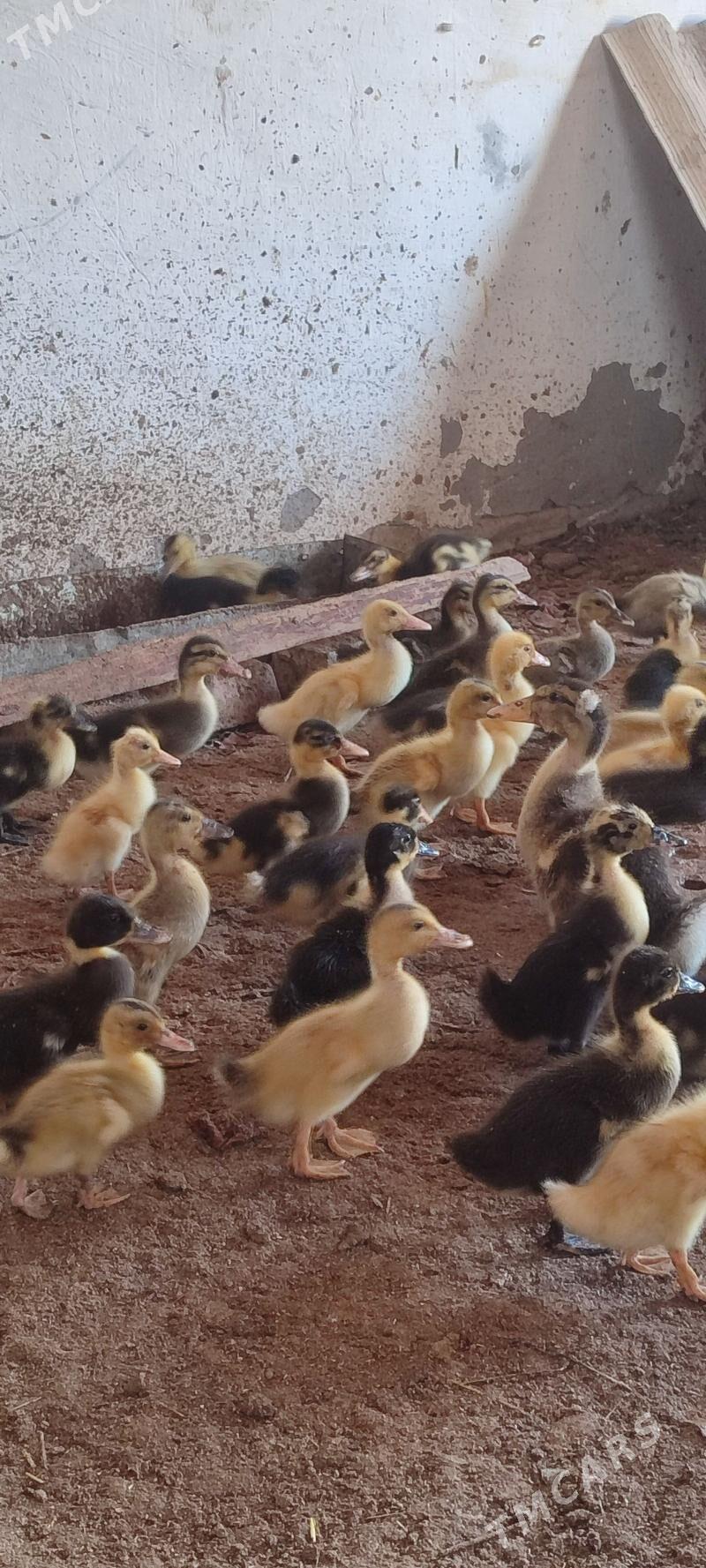 gak gak juyje - Mary - img 1