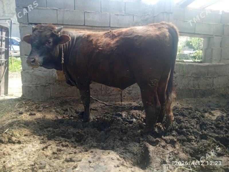 sygyr,okuz - Bäherden - img 1