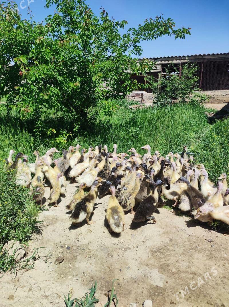 ördek jüýje Ördek - Ak bugdaý etraby - img 1