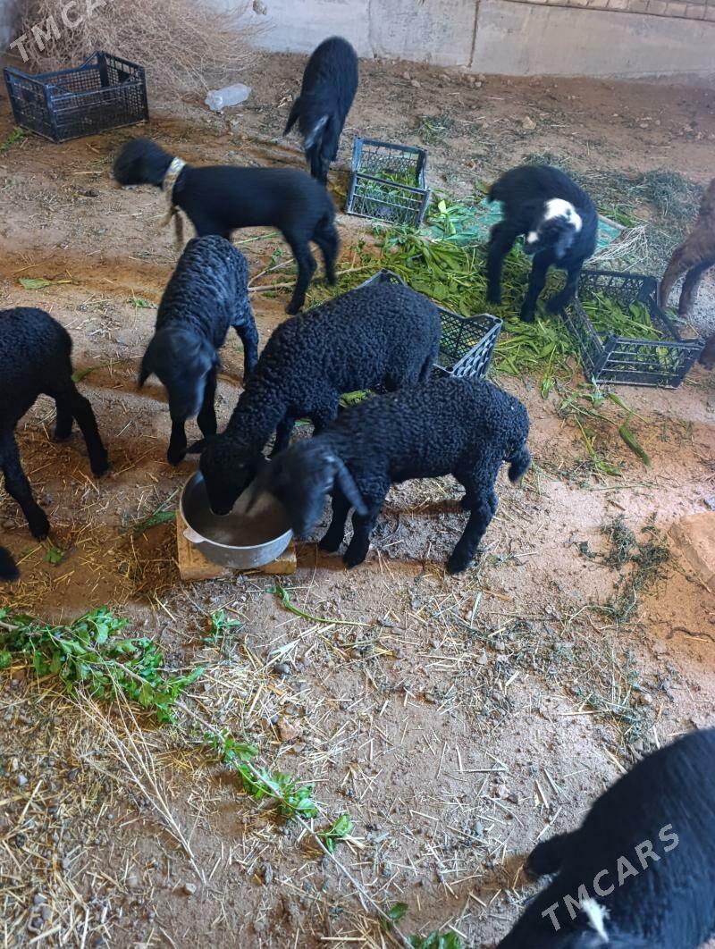 guzy - Ёлётен - img 1