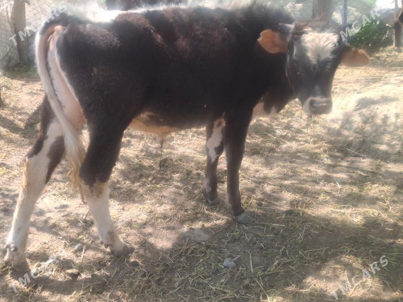 öküz - Gökdepe - img 1