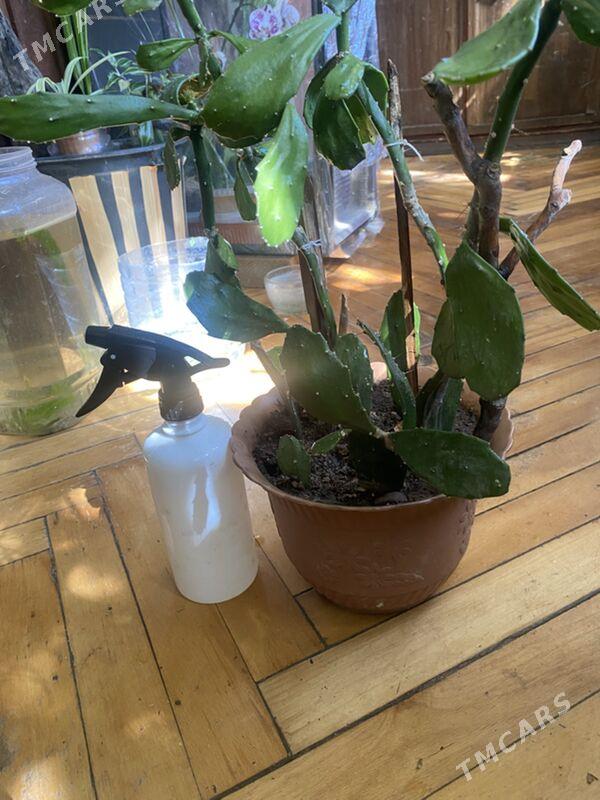 кактус  недорого - Ашхабад - img 1