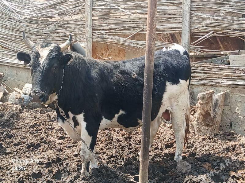 ökuzler - Берекет - img 1