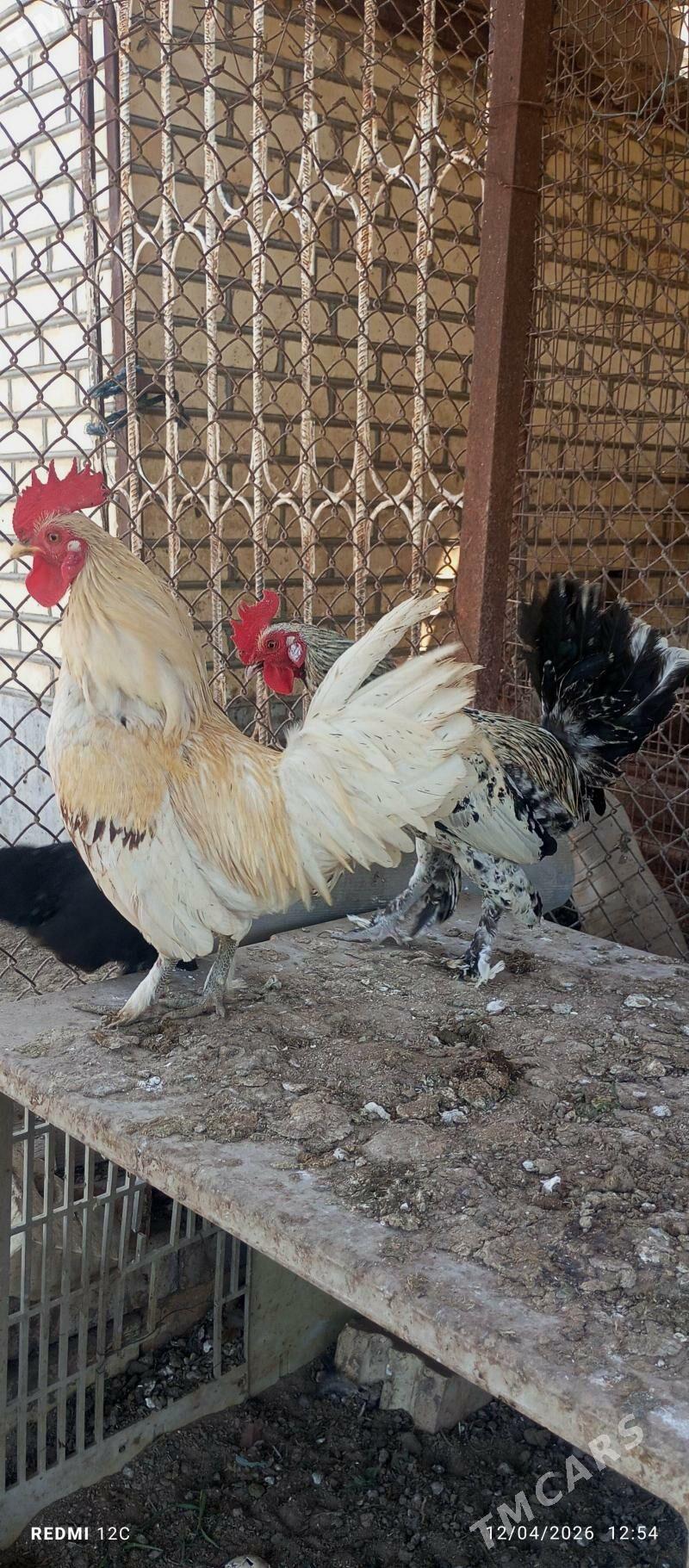 karlik horaz - Wekilbazar - img 1