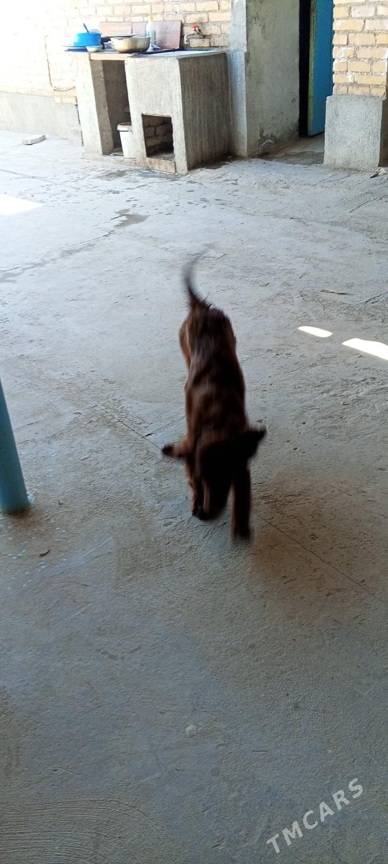 it - Туркменабат - img 1