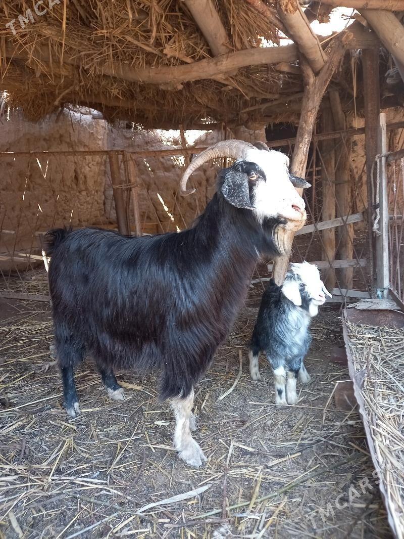 Owlakly geçi - Boldumsaz - img 1